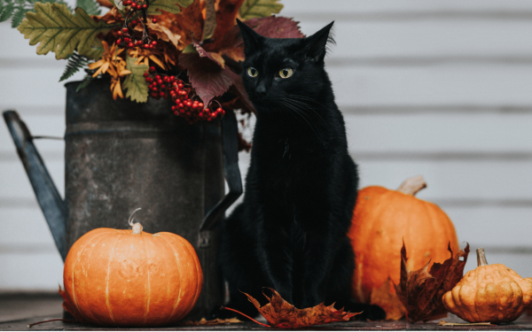 cat_fall_decorations